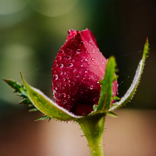 غنچه گل محمدی